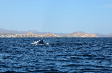 Fototapeta premium Whale swimming - Mexico