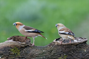  Kernbeißer (Coccothraustes coccothraustes)