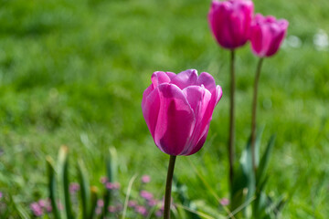 Fototapeta premium A pink tulip flower on the grass Tulipa