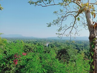 trees in the mountains