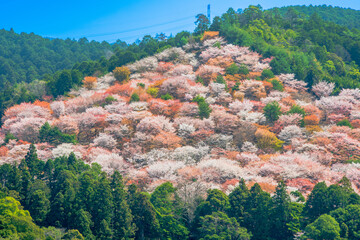奈良県　吉野山　中千本の桜