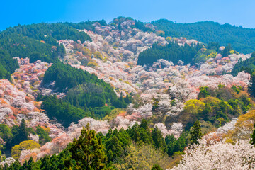 奈良県　吉野山　中千本の桜