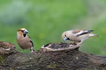  Kernbeißer (Coccothraustes coccothraustes)