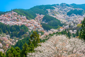 Fototapeta na wymiar 奈良県　吉野山　中千本の桜