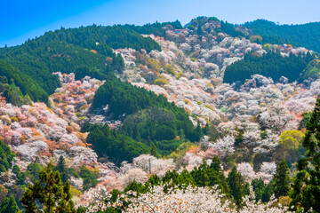 奈良県　吉野山　中千本の桜