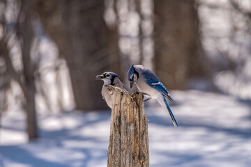 blue jays perched on a post