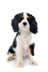 puppy cavalier king charles