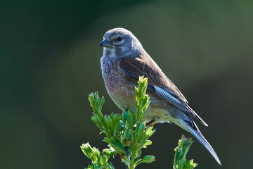 Bluthänfling (Linaria cannabina) Männchen	
