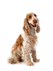 English Cocker Spaniel