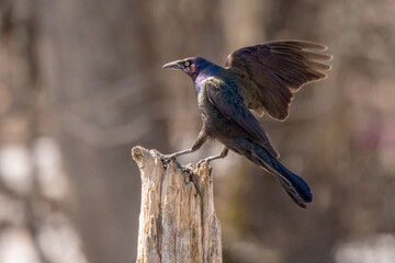 grackle on a post