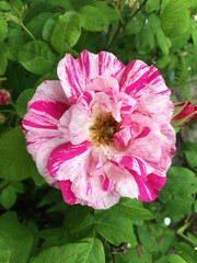 Pink and white variagated French Rose in bloom