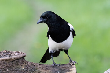 Elster (Pica pica)