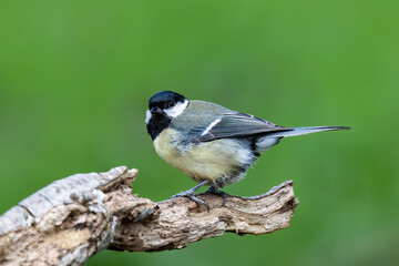 Kohlmeise (Parus major)