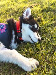 Chien dehors