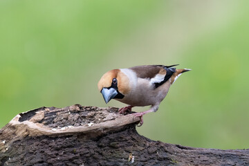  Kernbeißer (Coccothraustes coccothraustes)