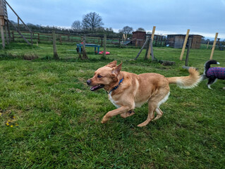 Chien dehors