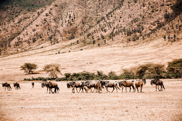 Gnu Ngorongrogo Krater Tansania