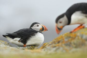 atlantic puffin or common puffin on a rock