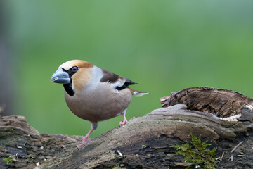  Kernbeißer (Coccothraustes coccothraustes)
