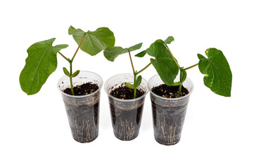 투명한 일회용컵과 새싹이 난 작두콩 모종