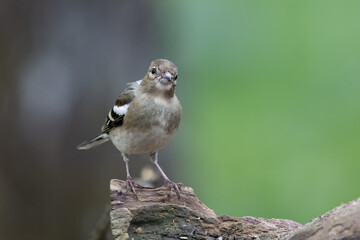 Buchfink (Fringilla coelebs)