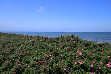 青い空と花風景