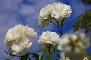 青い空と花風景