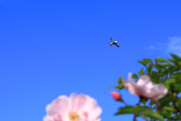 青い空と花風景