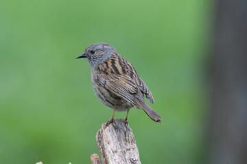 Heckenbraunelle (Prunella modularis)