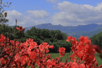 青い空と花風景