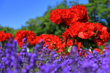 青い空と花風景