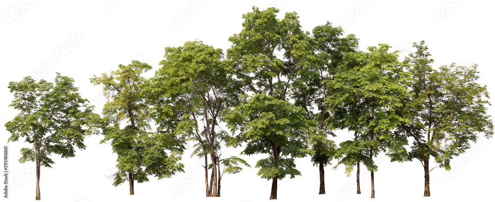 Poster PNG smll forest and tree in a row with removed original background for new background replacement