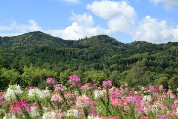 青い空と花風景