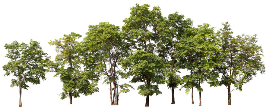 PNG smll forest and tree in a row with removed original background for new background replacement