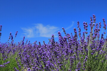 青い空と花風景