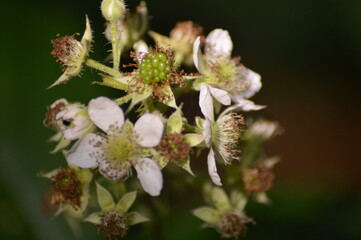 Fleurs de la forêt.