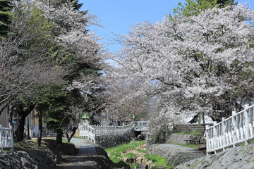 青い空と花風景