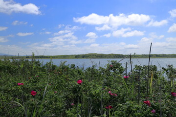 青い空と花風景