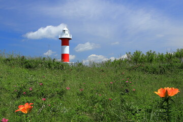 青い空と花風景
