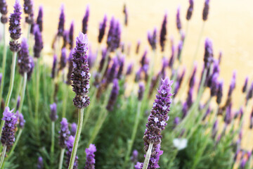 Obraz premium lavender 