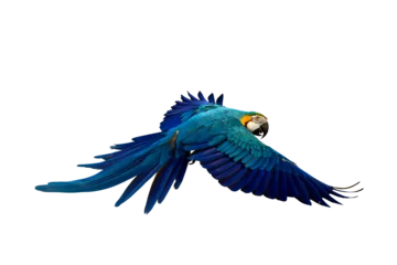Rolgordijnen Colorful flying parrot isolated on transparent background png file © Passakorn