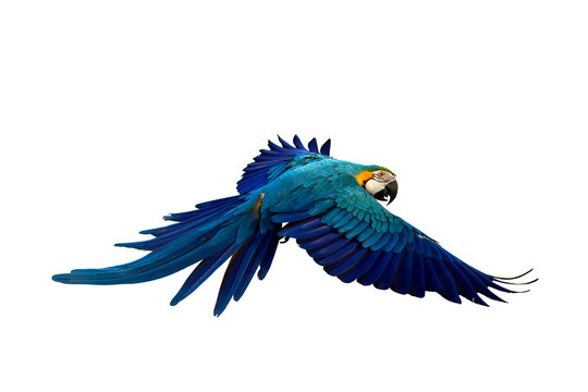 Colorful flying parrot isolated on transparent background png file