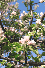 Flowering white apple tree. Beautiful bloom garden.