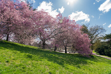 A spring day in the Kasseler Karlaue, Germany, with beautifully blooming cherry trees