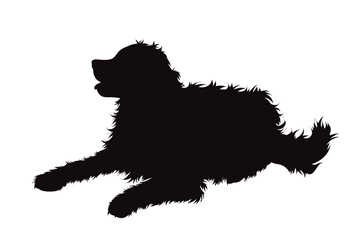 Vector silhouette of Bernese Mountain Dog on white background.