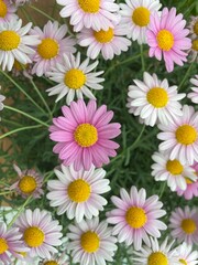 Fototapeta premium Daisy flower 