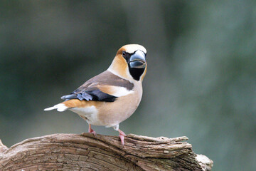 Kernbeißer (Coccothraustes coccothraustes)