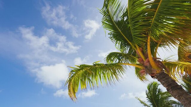 Bright tops of palm trees on a tropical beach against a blue cloudy sky. Spring morning of exotic nature. Palm branches sway in the wind. Relaxation and outdoor recreation.