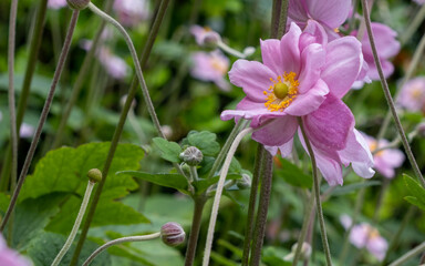 Japanese anemone