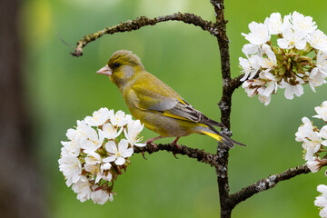 Grünfink (Chloris gloris)